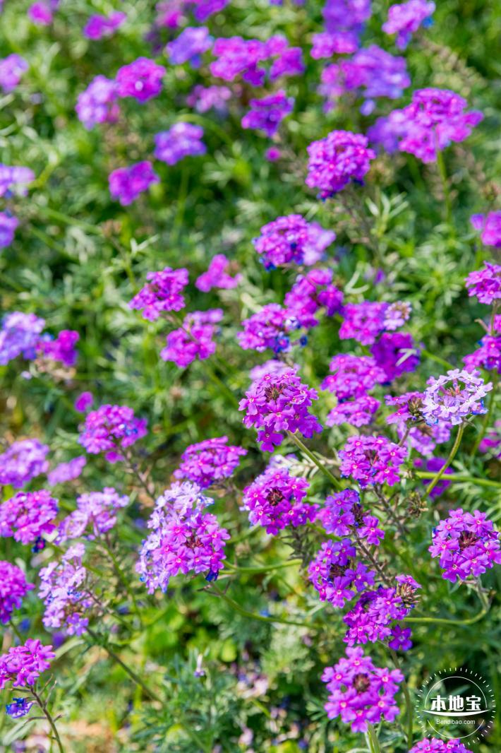 美丽乡村百花节