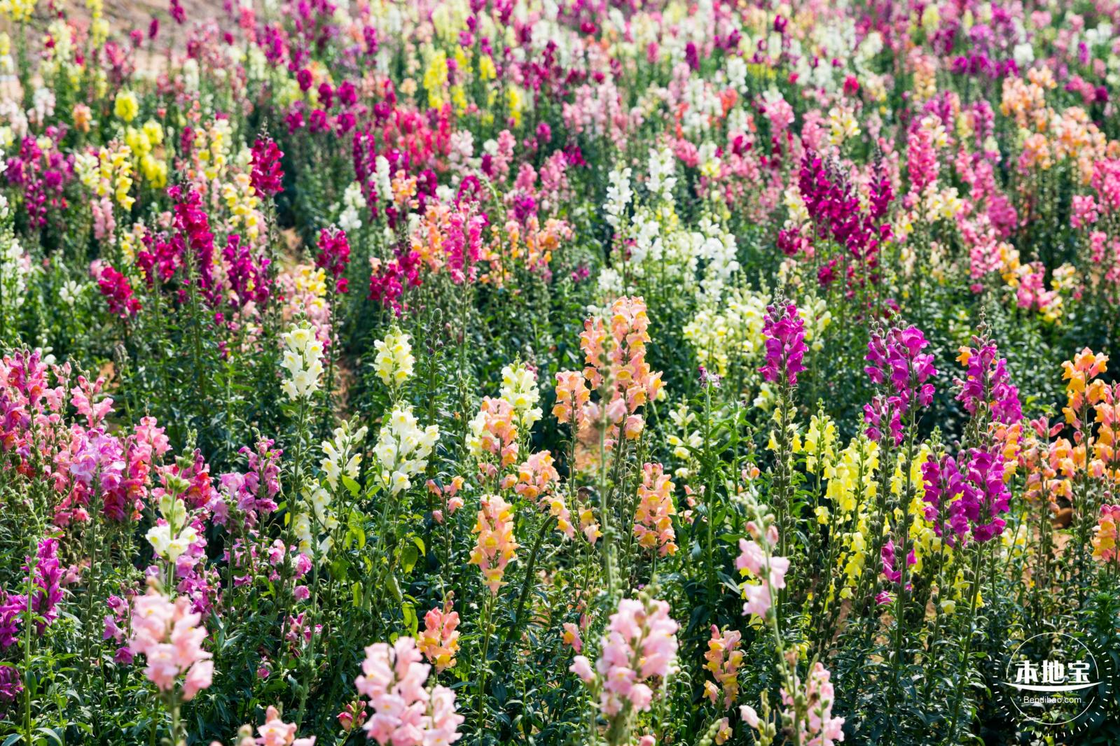 美丽乡村百花节