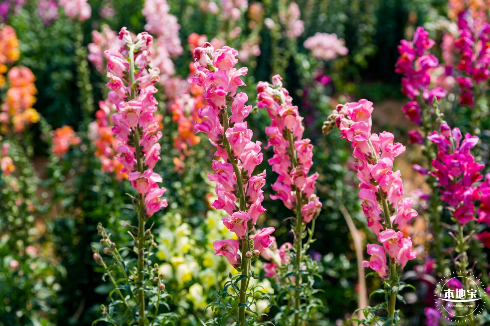 美丽乡村百花节
