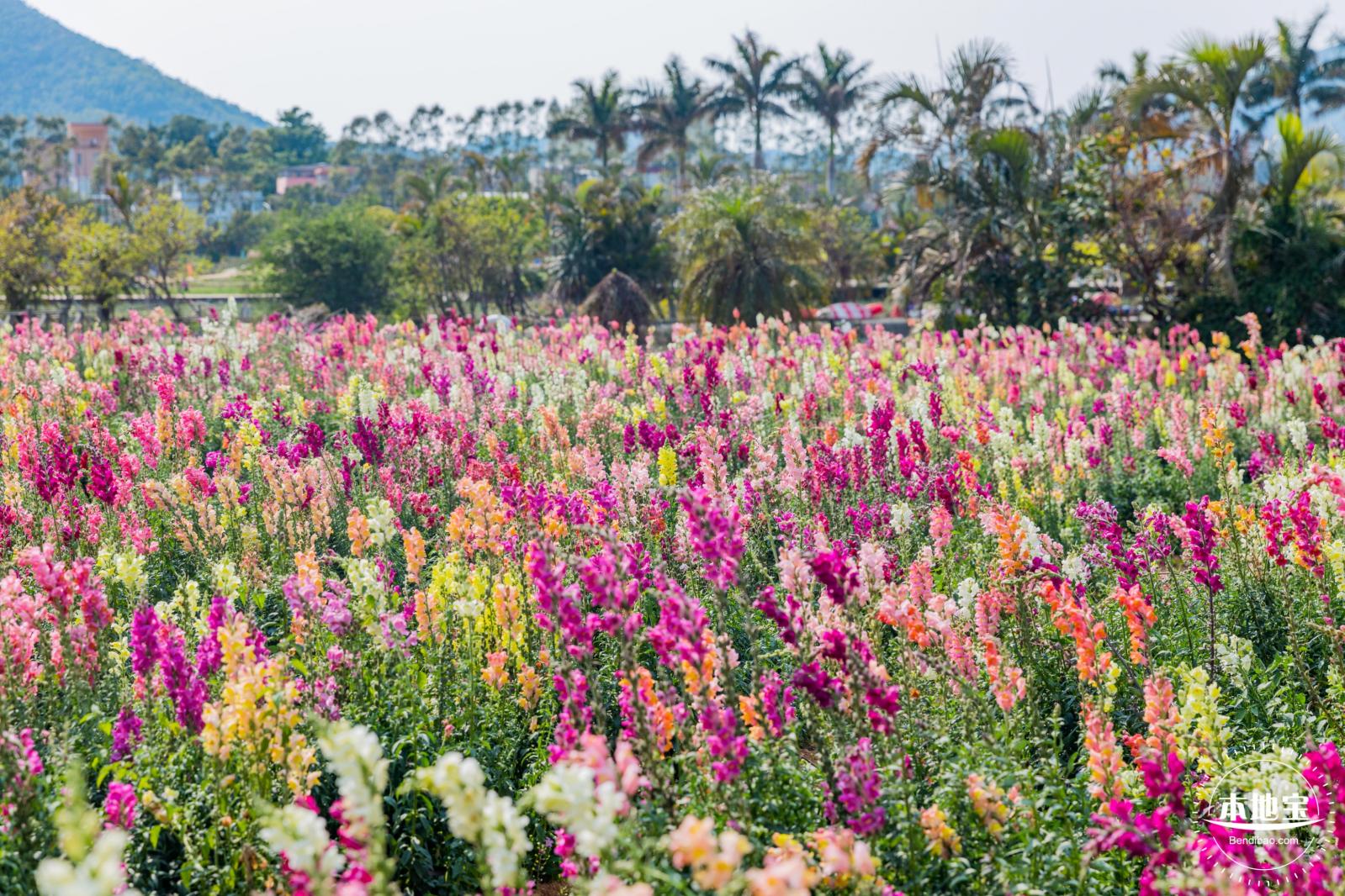 美丽乡村百花节