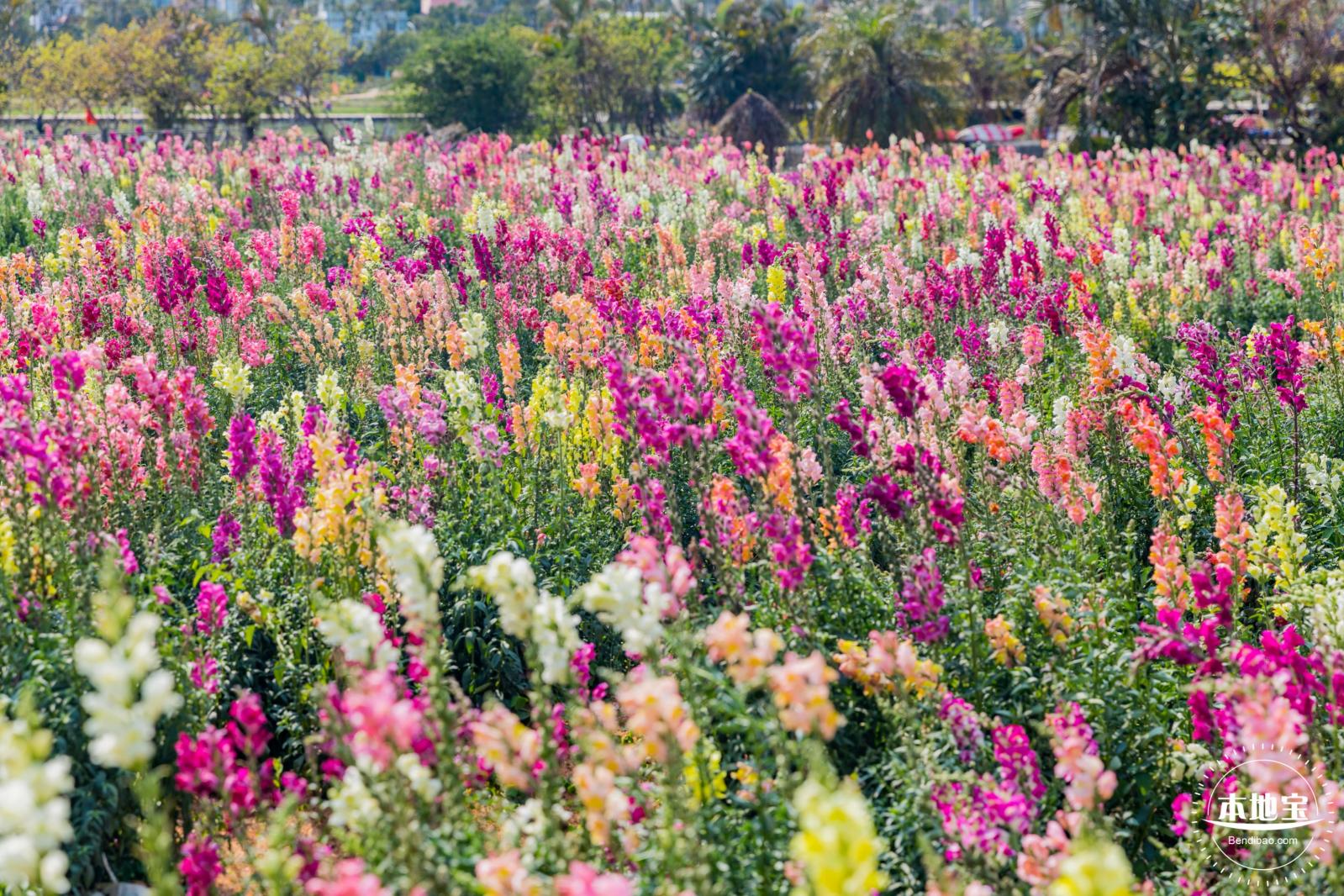 美丽乡村百花节