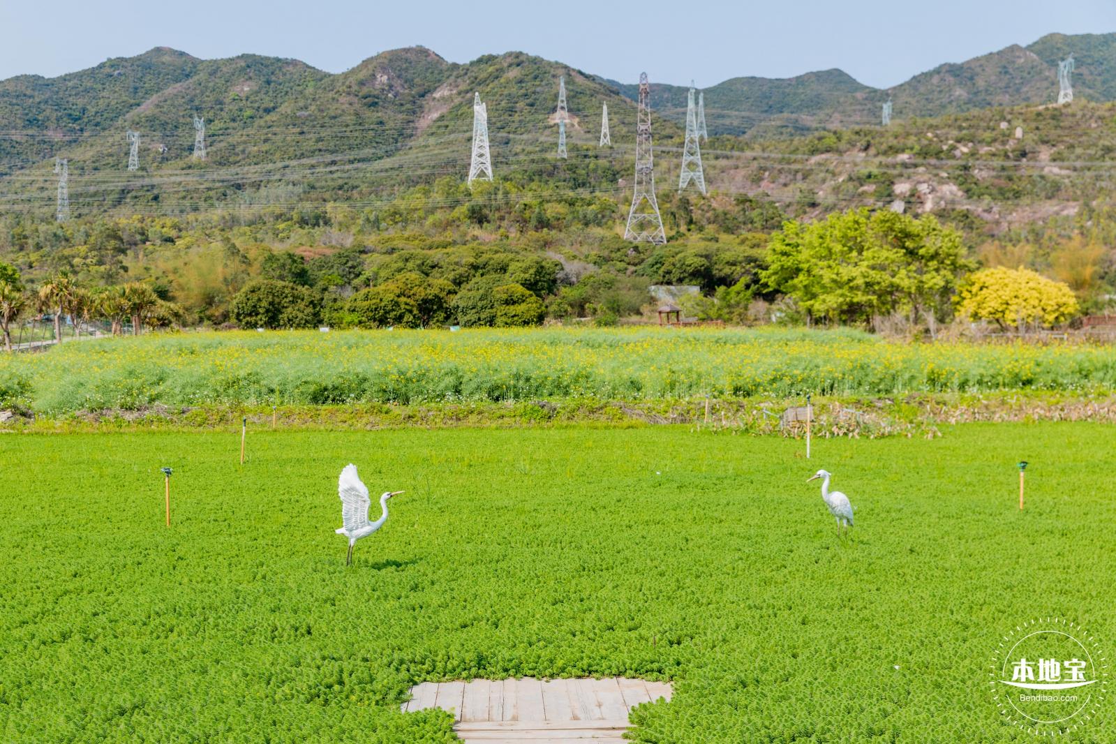 美丽乡村百花节