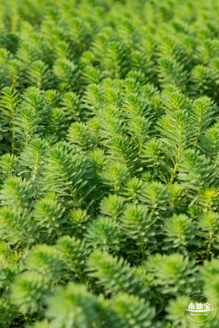 美丽乡村百花节