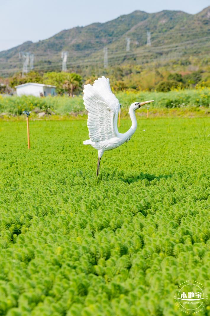 美丽乡村百花节