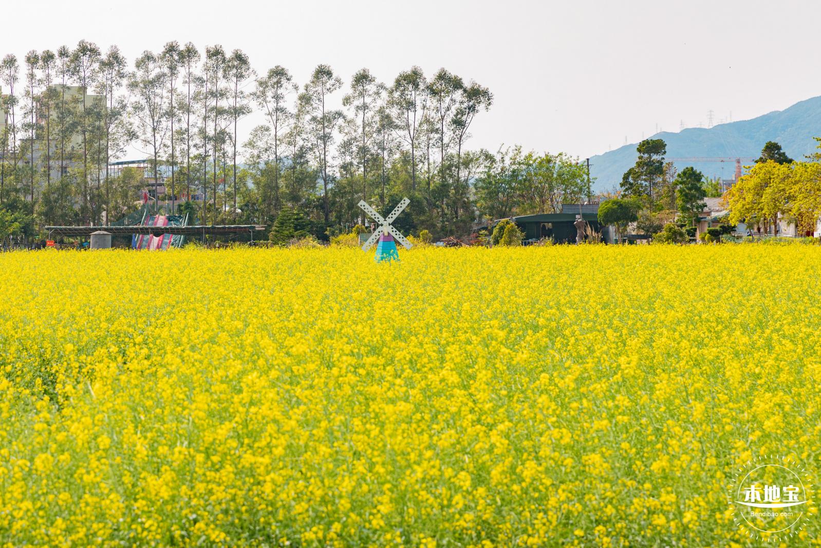 美丽乡村百花节