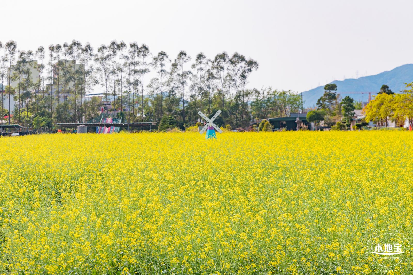 美丽乡村百花节