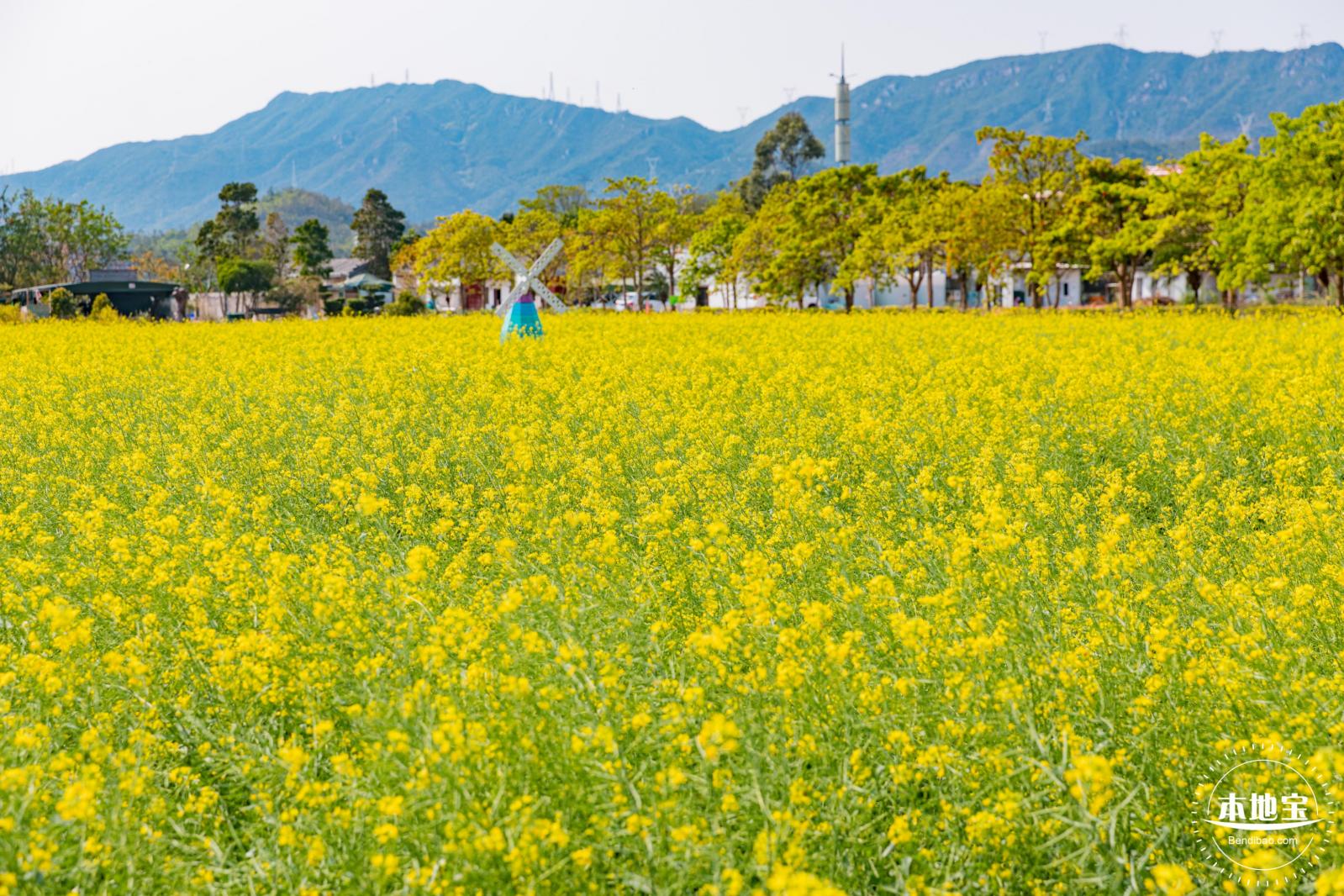 美丽乡村百花节
