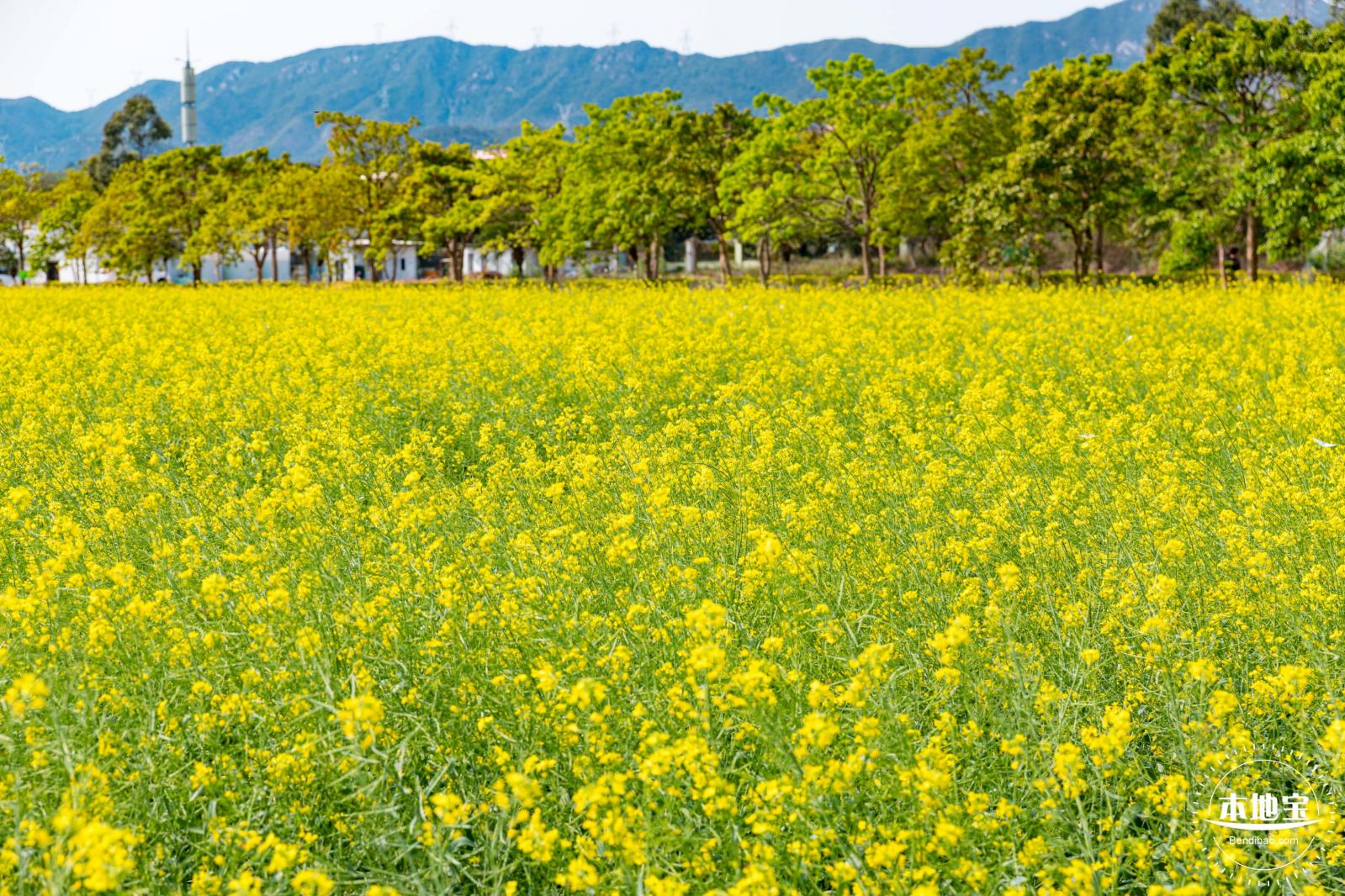 美丽乡村百花节