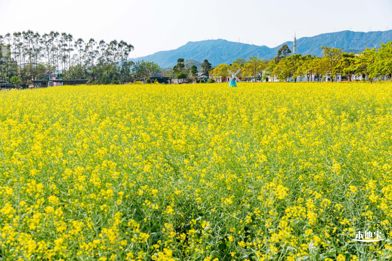 美丽乡村百花节
