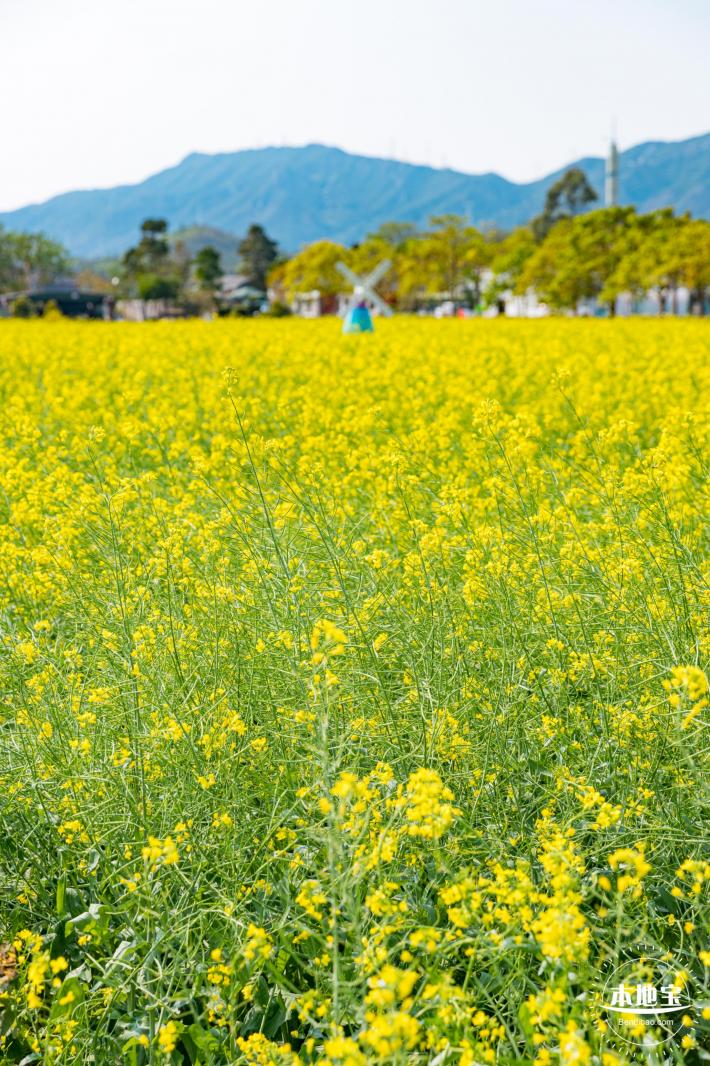 美丽乡村百花节