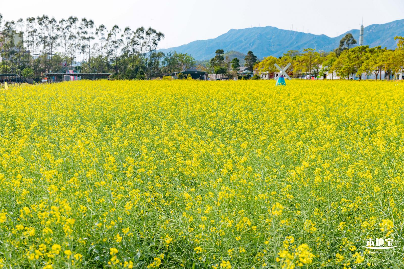 美丽乡村百花节