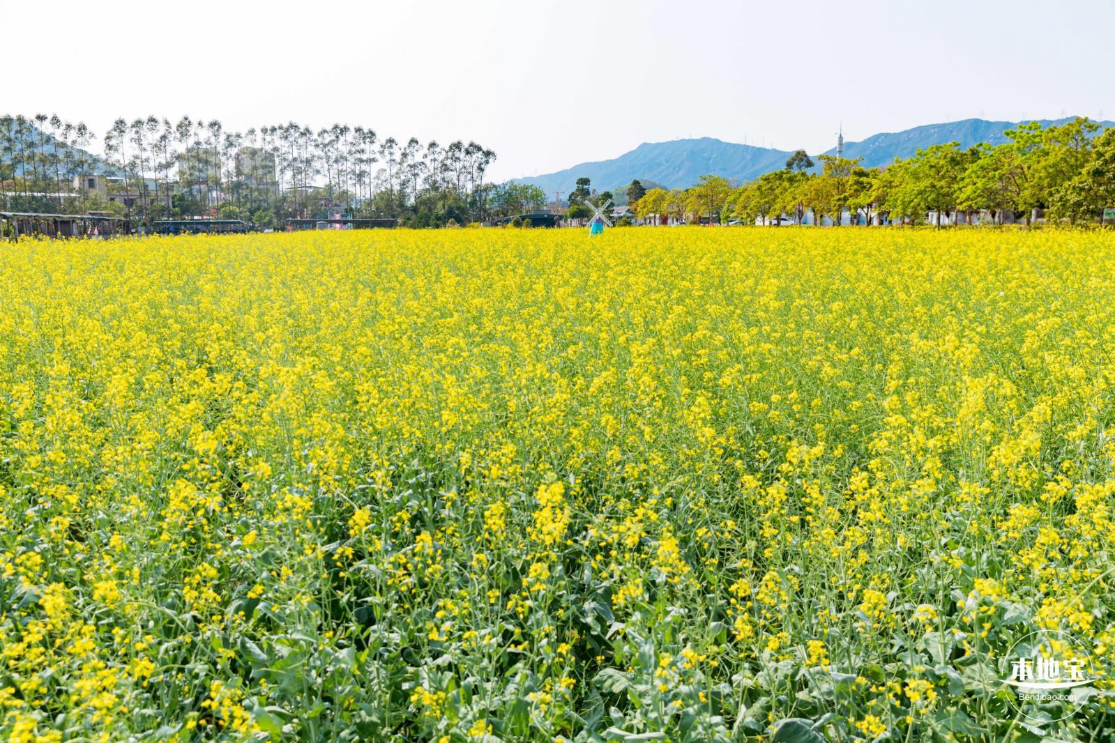 美丽乡村百花节