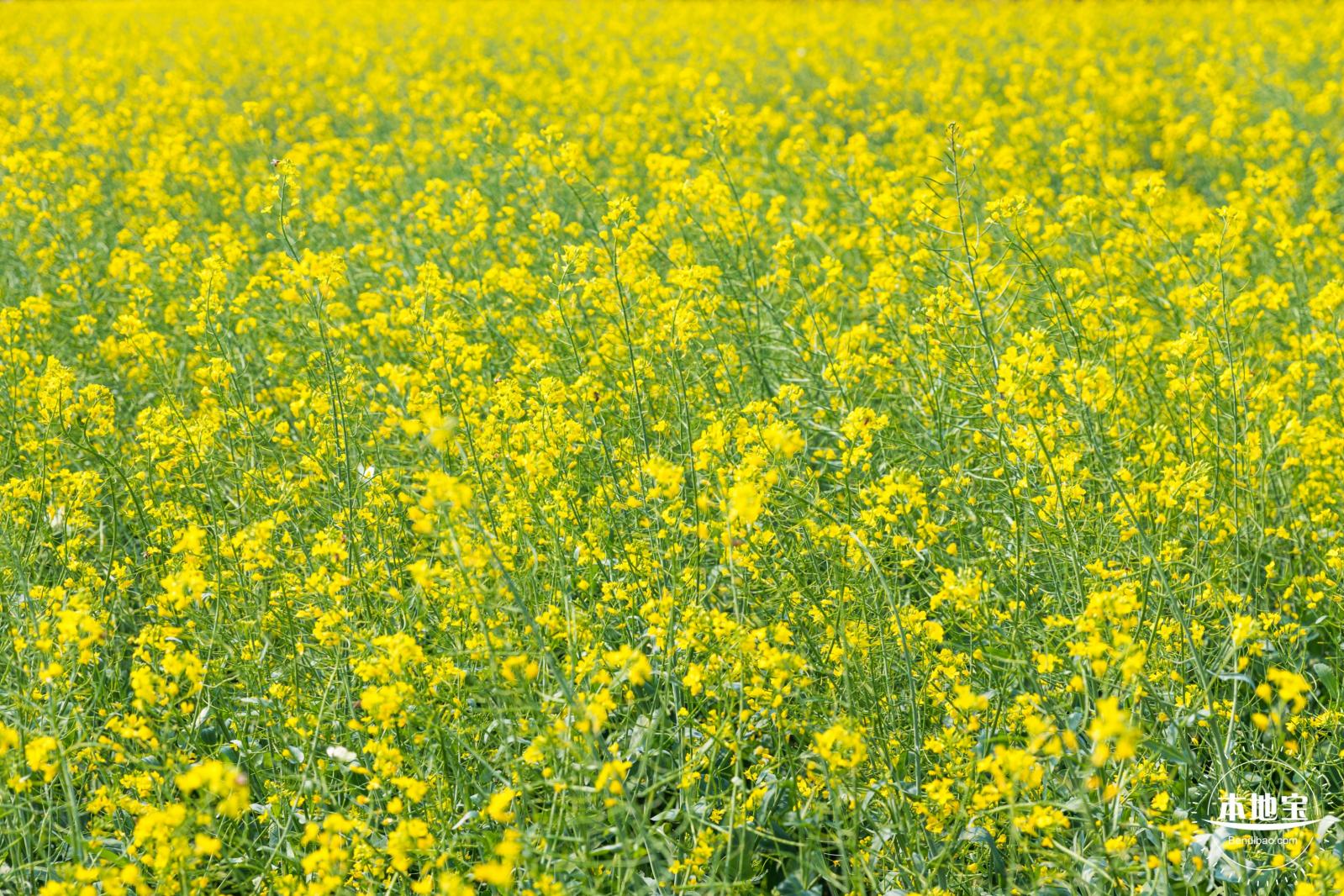 美丽乡村百花节