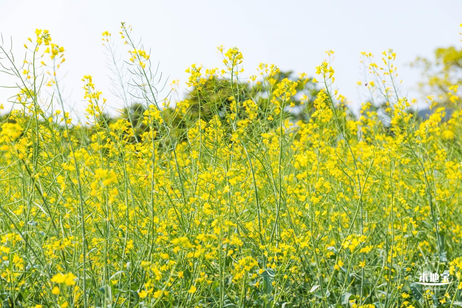 美丽乡村百花节