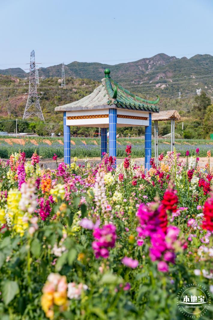 美丽乡村百花节