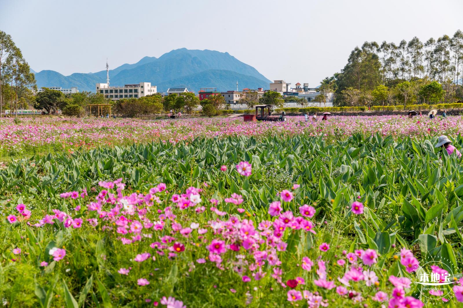 美丽乡村百花节