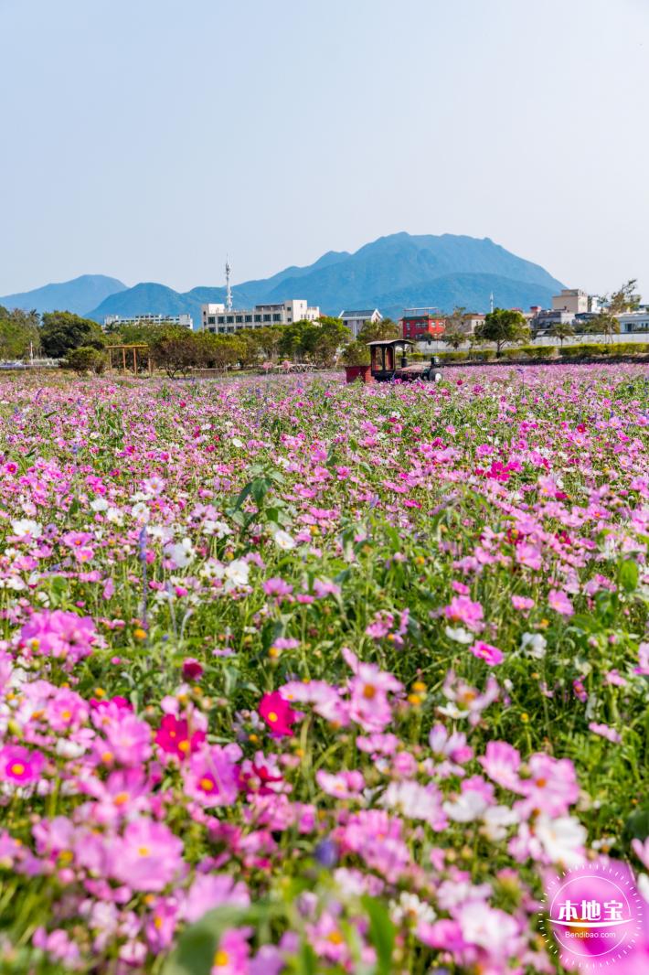 美丽乡村百花节