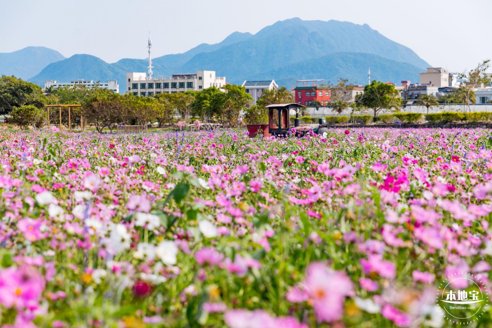 美丽乡村百花节