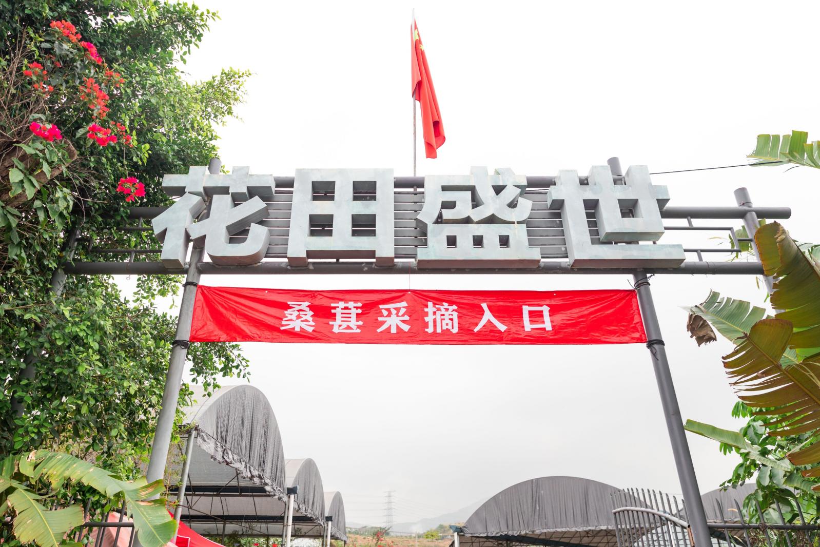 桑葚园