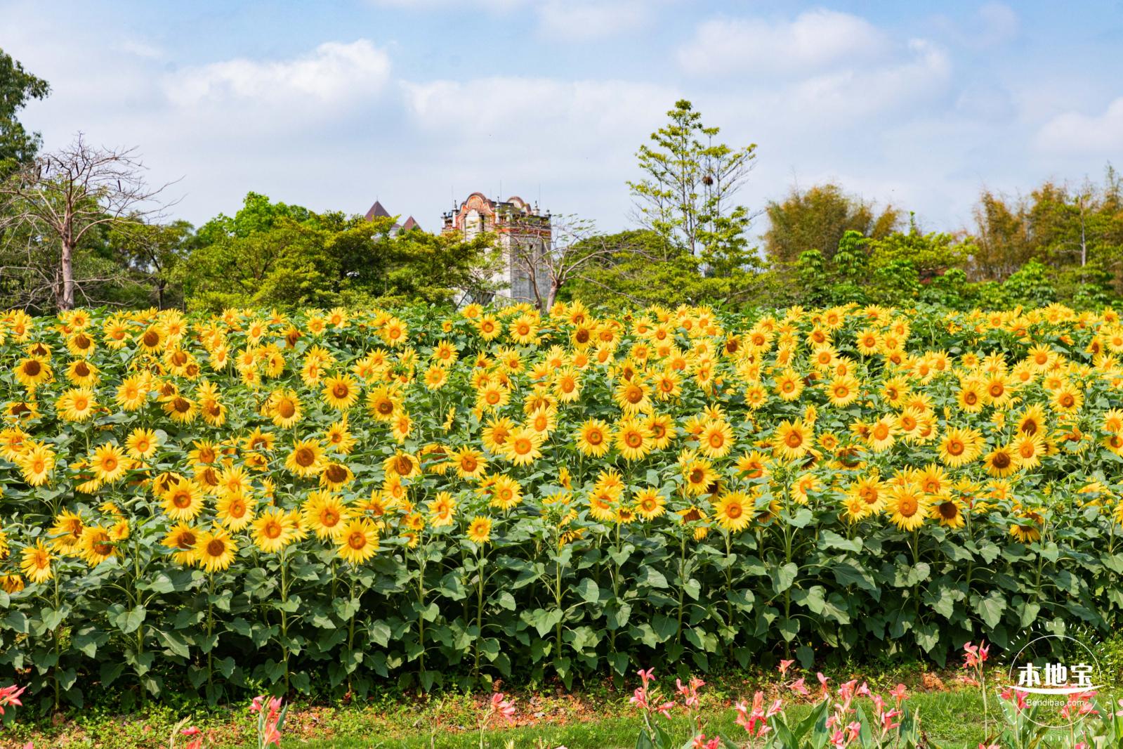 观澜版画村油菜花/向日葵