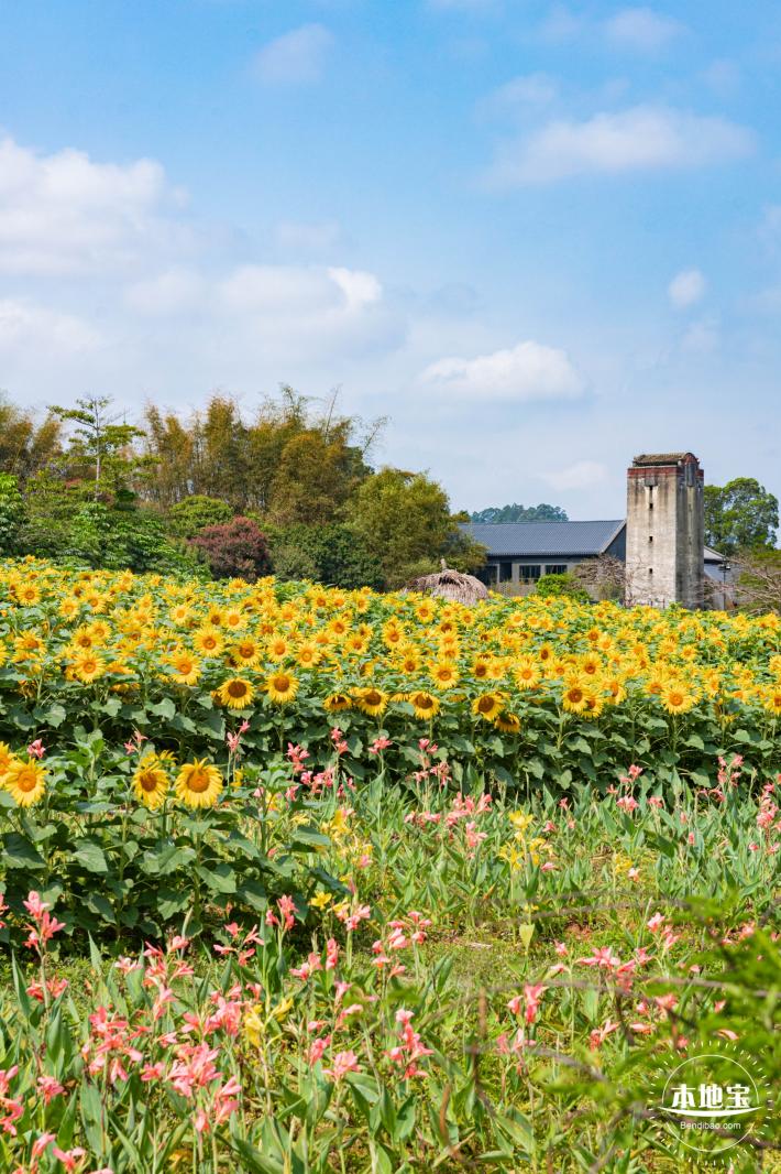 观澜版画村油菜花/向日葵
