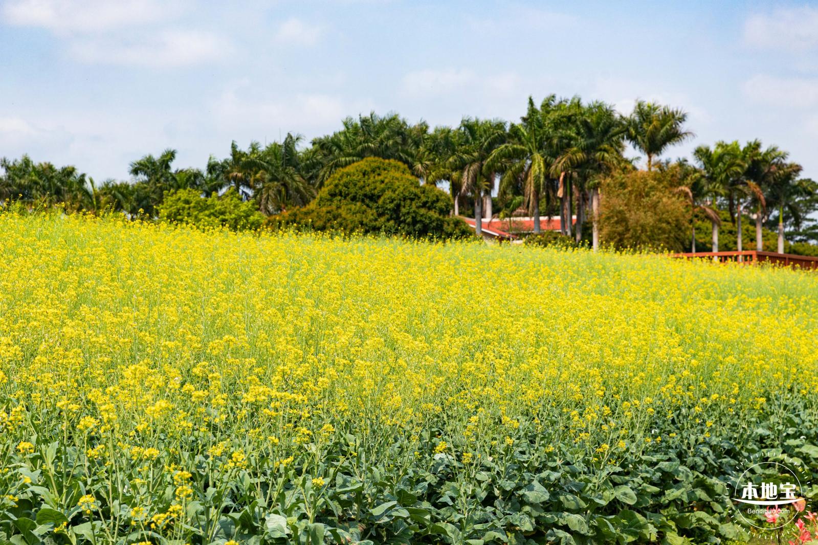 观澜版画村油菜花/向日葵