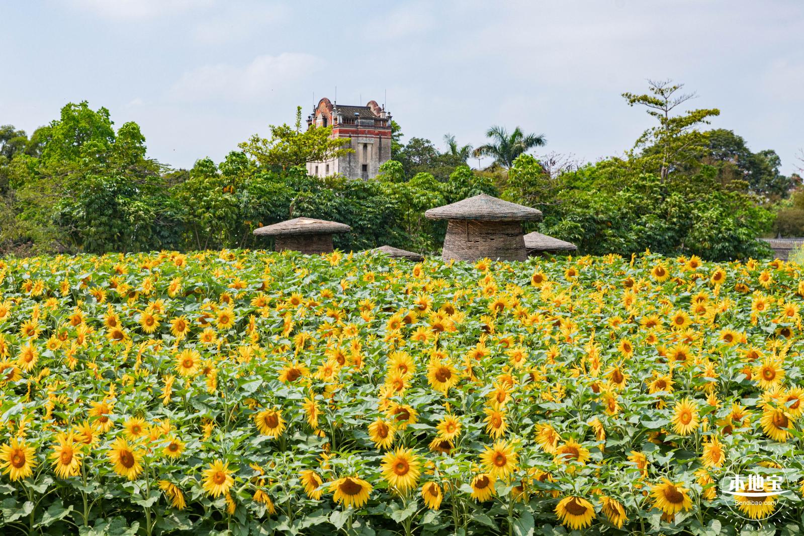 观澜版画村油菜花/向日葵