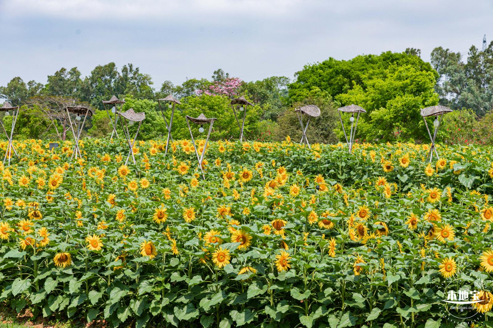观澜版画村油菜花/向日葵