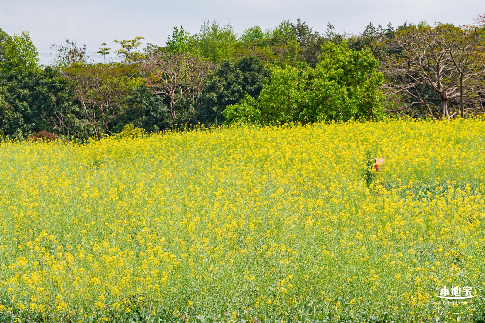 观澜版画村油菜花/向日葵