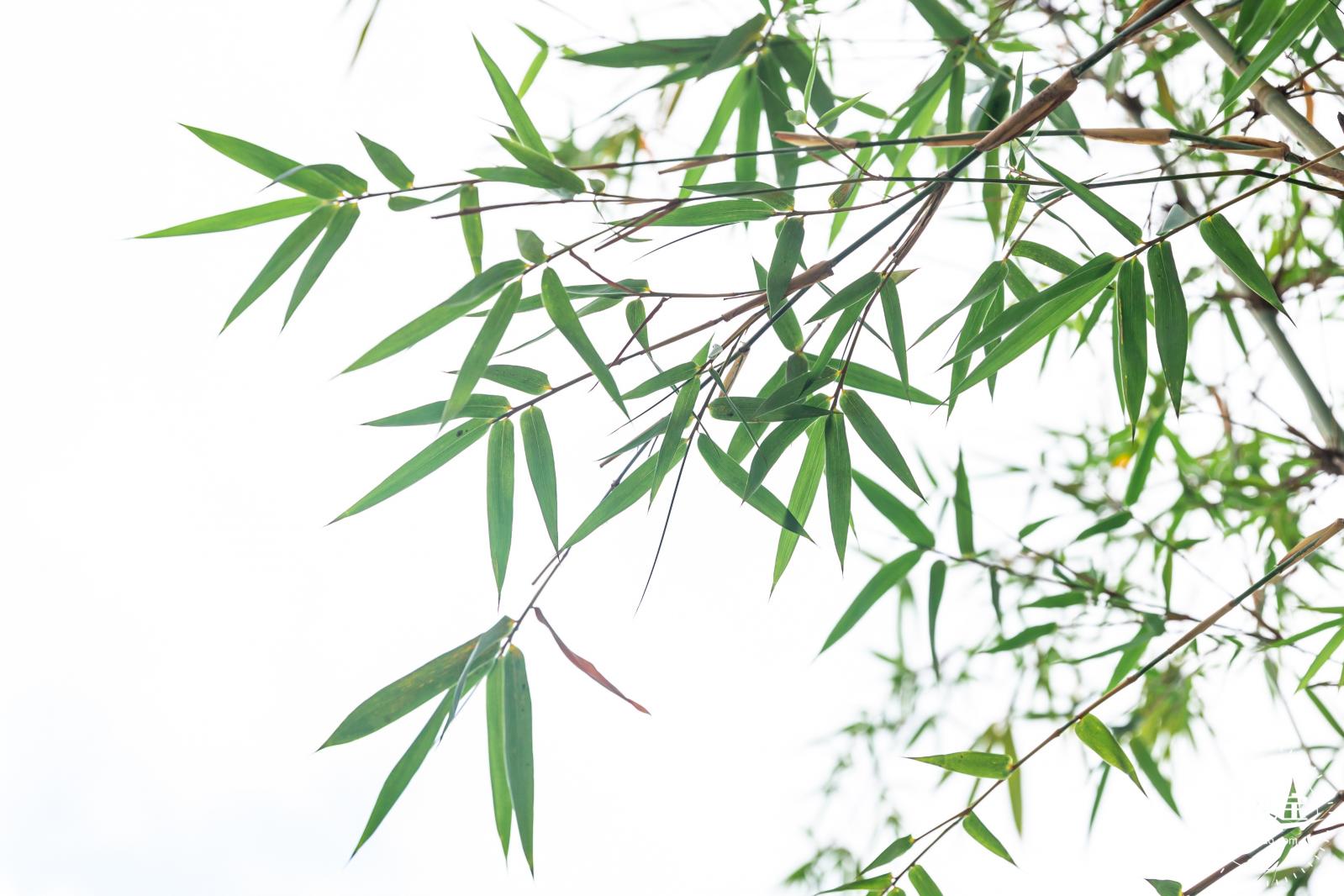 茜坑老村竹公园