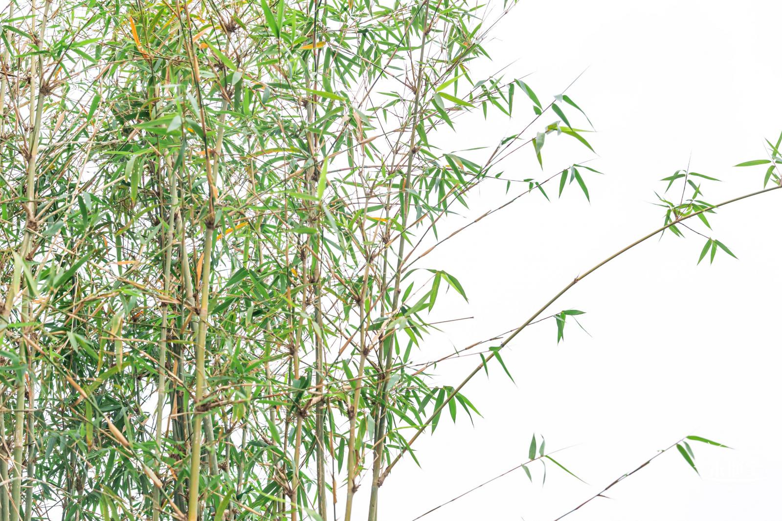 茜坑老村竹公园