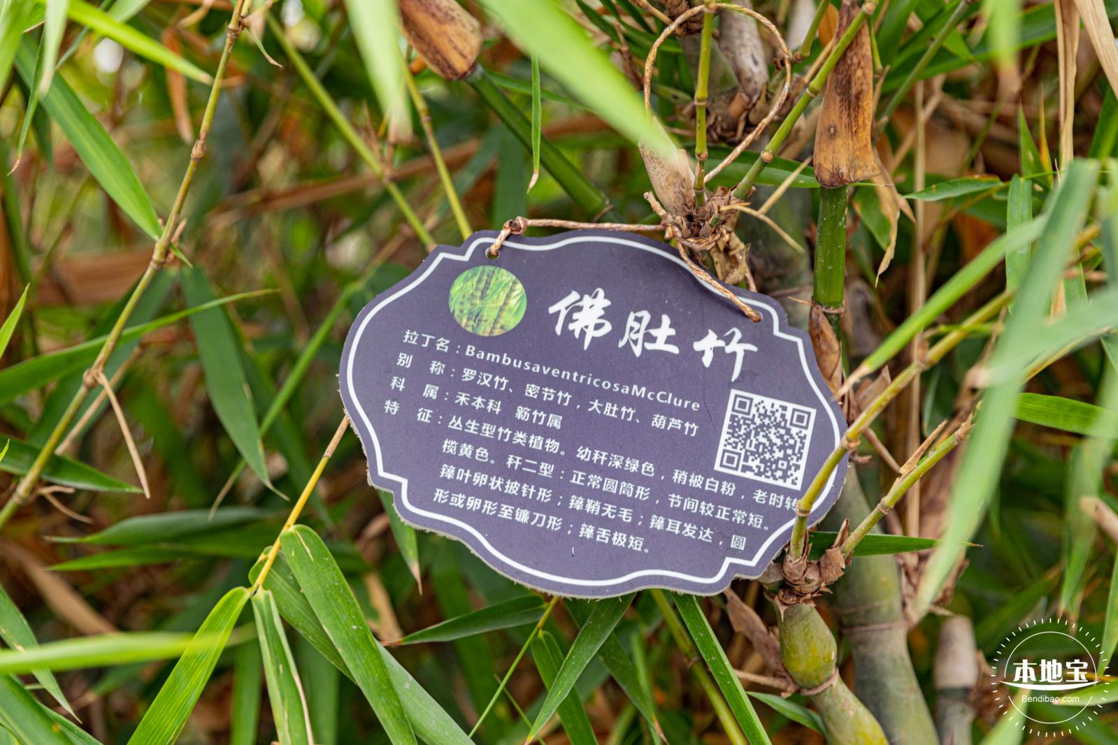 茜坑老村竹公园