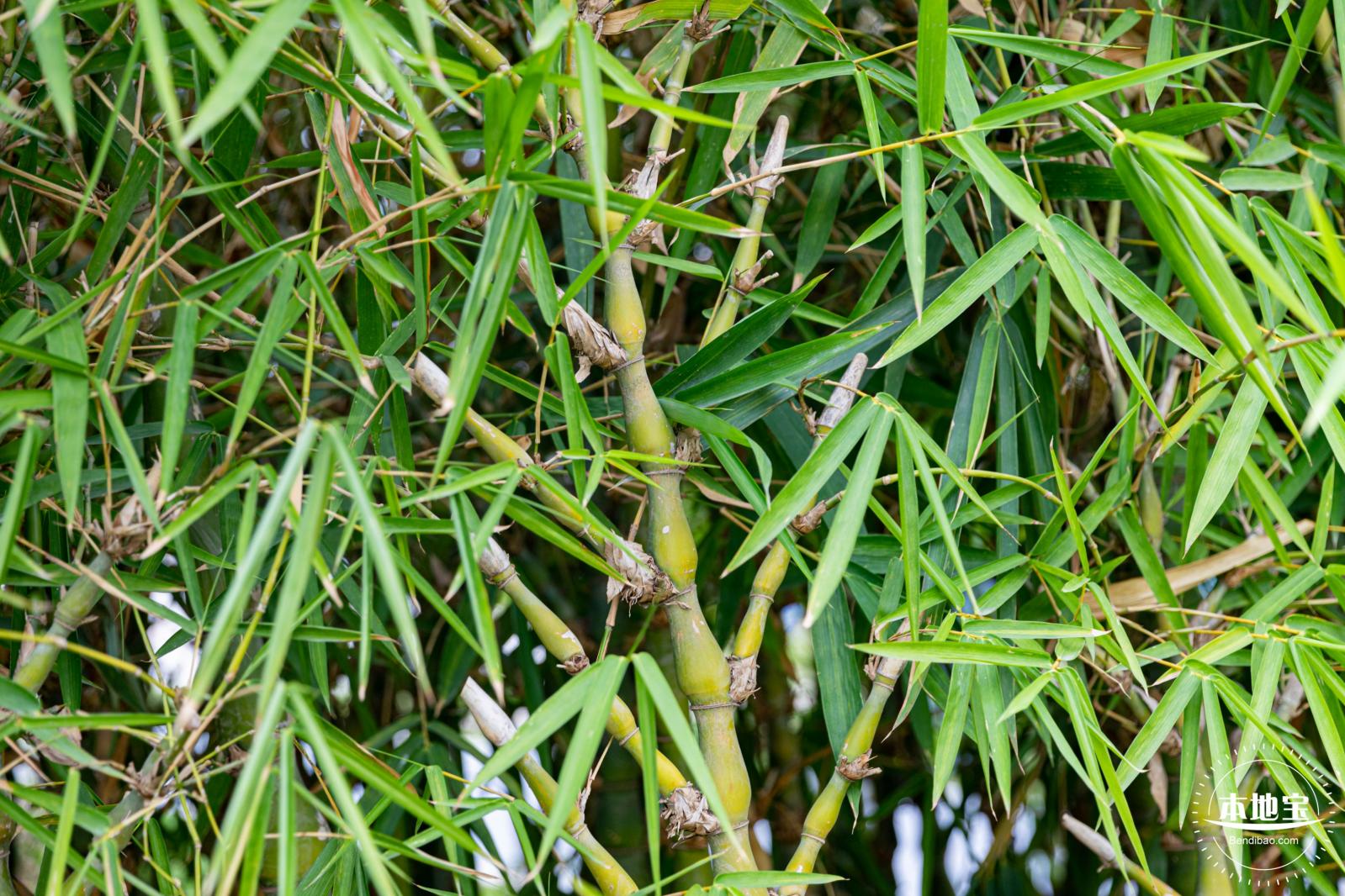 茜坑老村竹公园