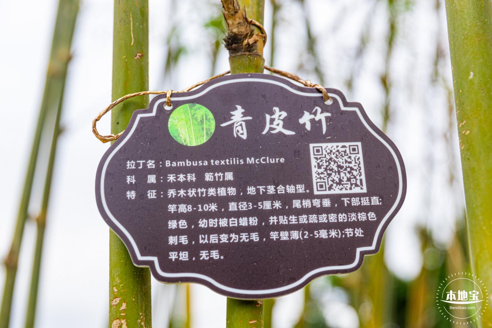 茜坑老村竹公园