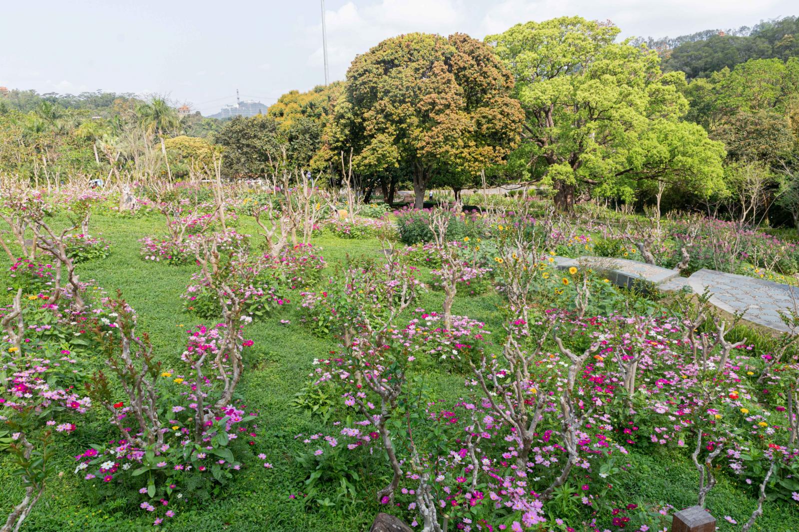 2021粤港澳大湾区深圳花展（仙湖植物园）