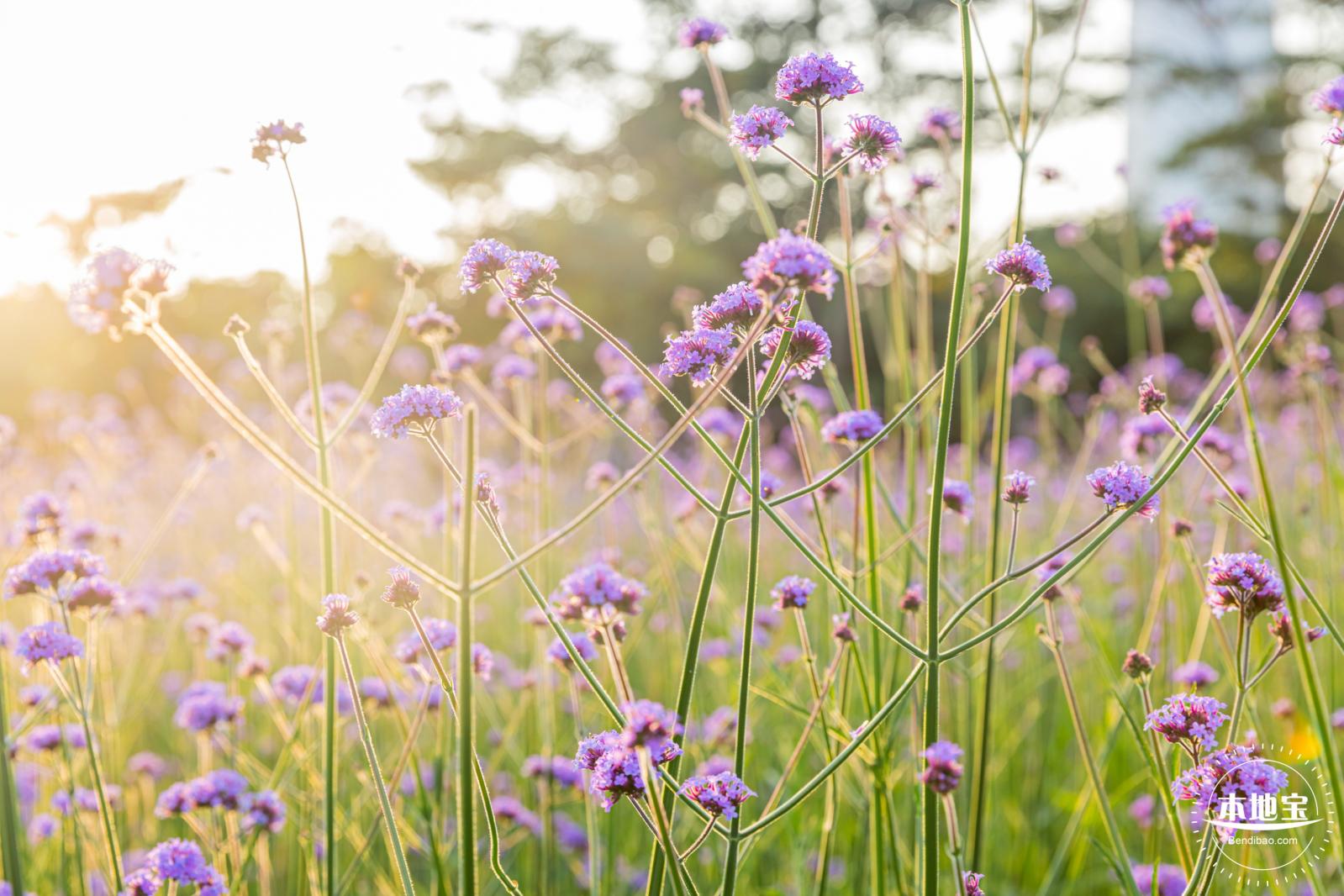 流花山马鞭草花海