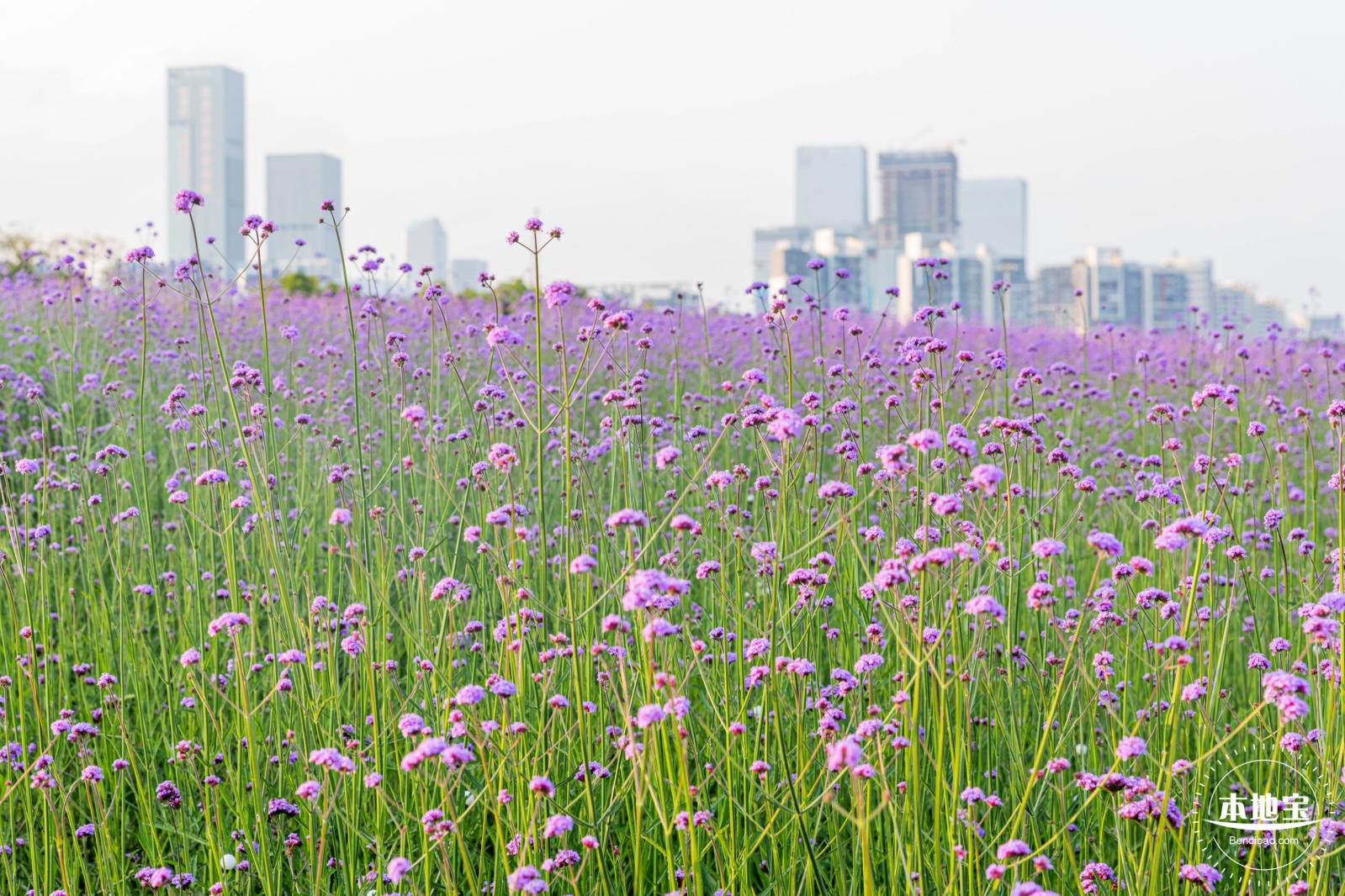 流花山马鞭草花海