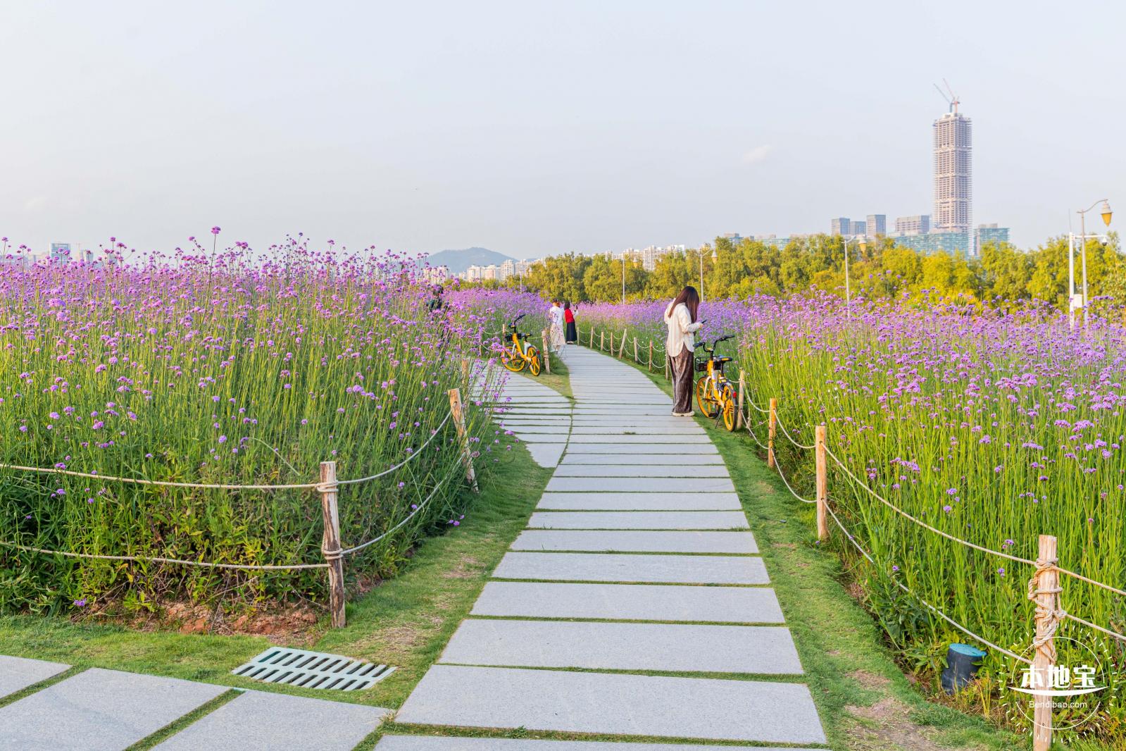 流花山马鞭草花海