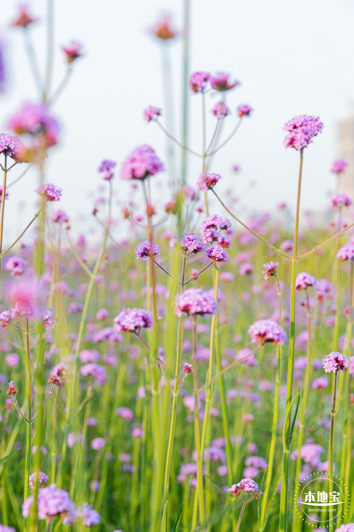 流花山马鞭草花海