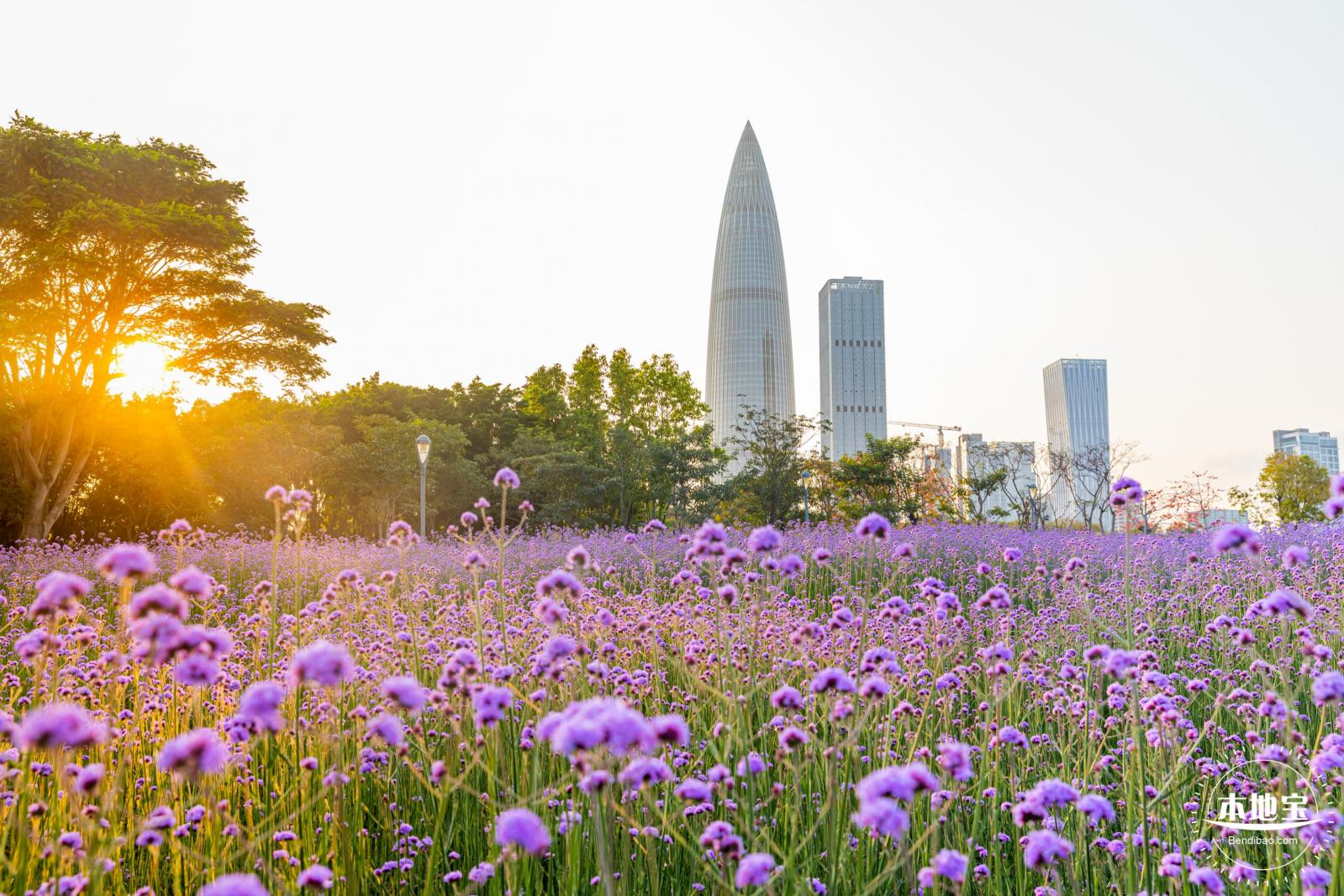 流花山马鞭草花海