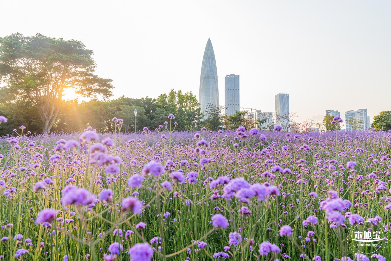 流花山马鞭草花海