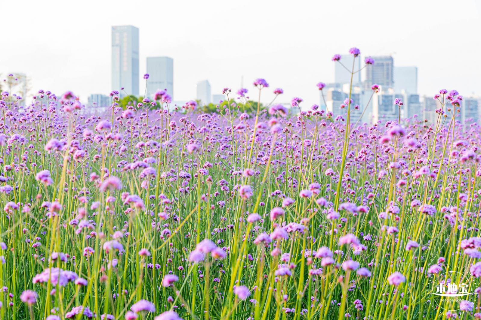 流花山马鞭草花海