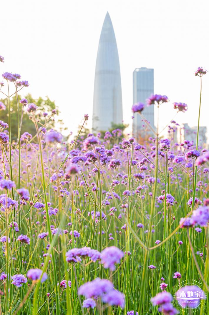 流花山马鞭草花海