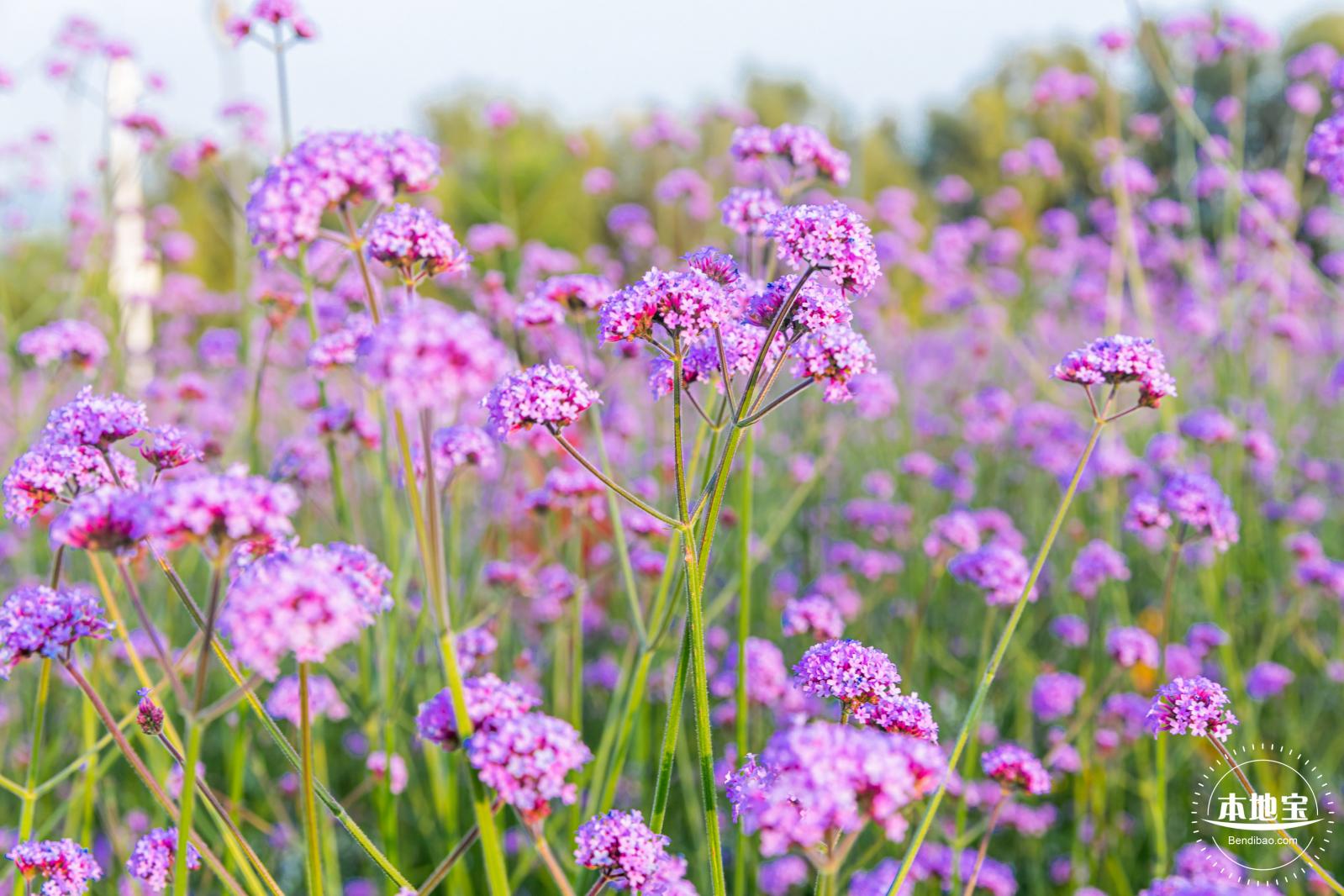 流花山马鞭草花海