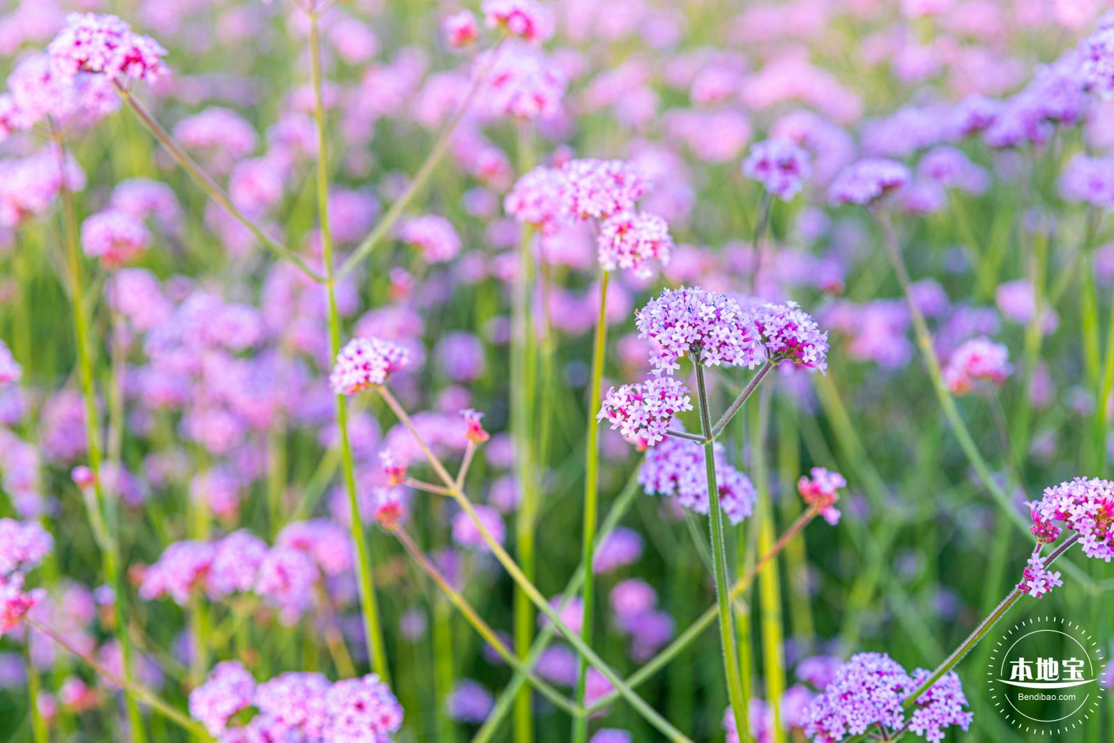 流花山马鞭草花海