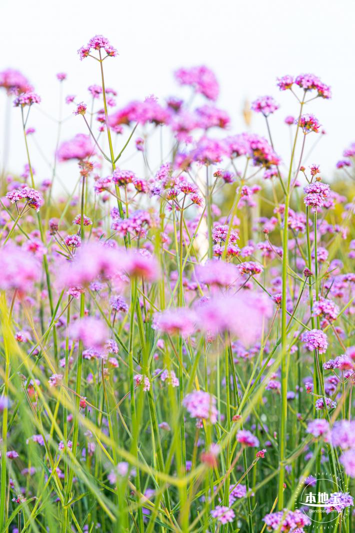 流花山马鞭草花海