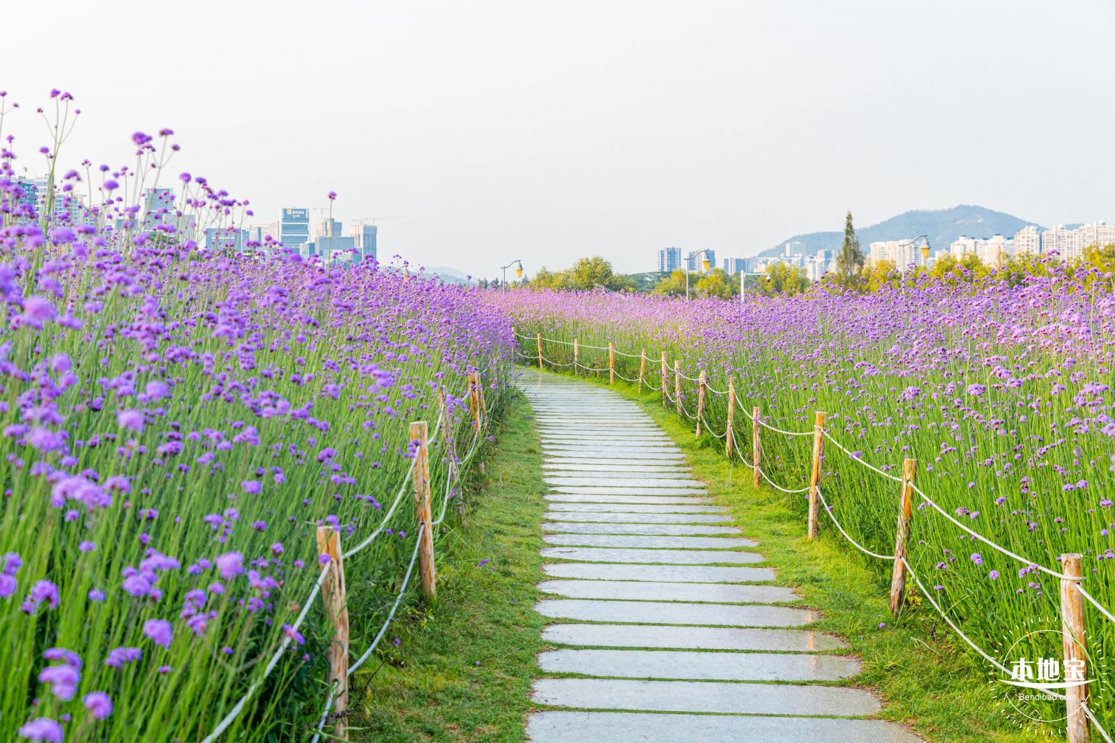 流花山马鞭草花海