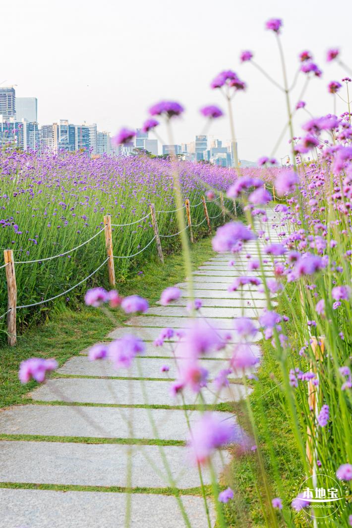 流花山马鞭草花海