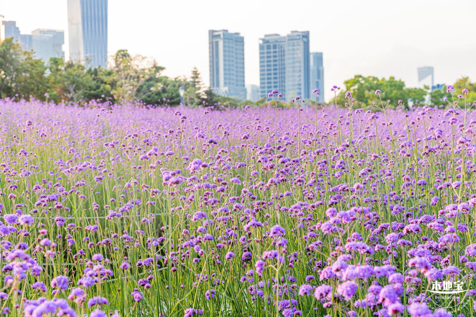 流花山马鞭草花海