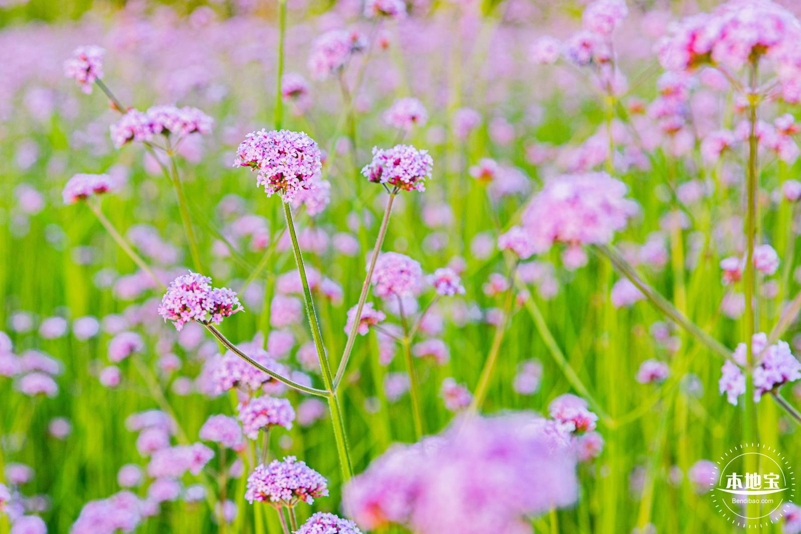 流花山马鞭草花海